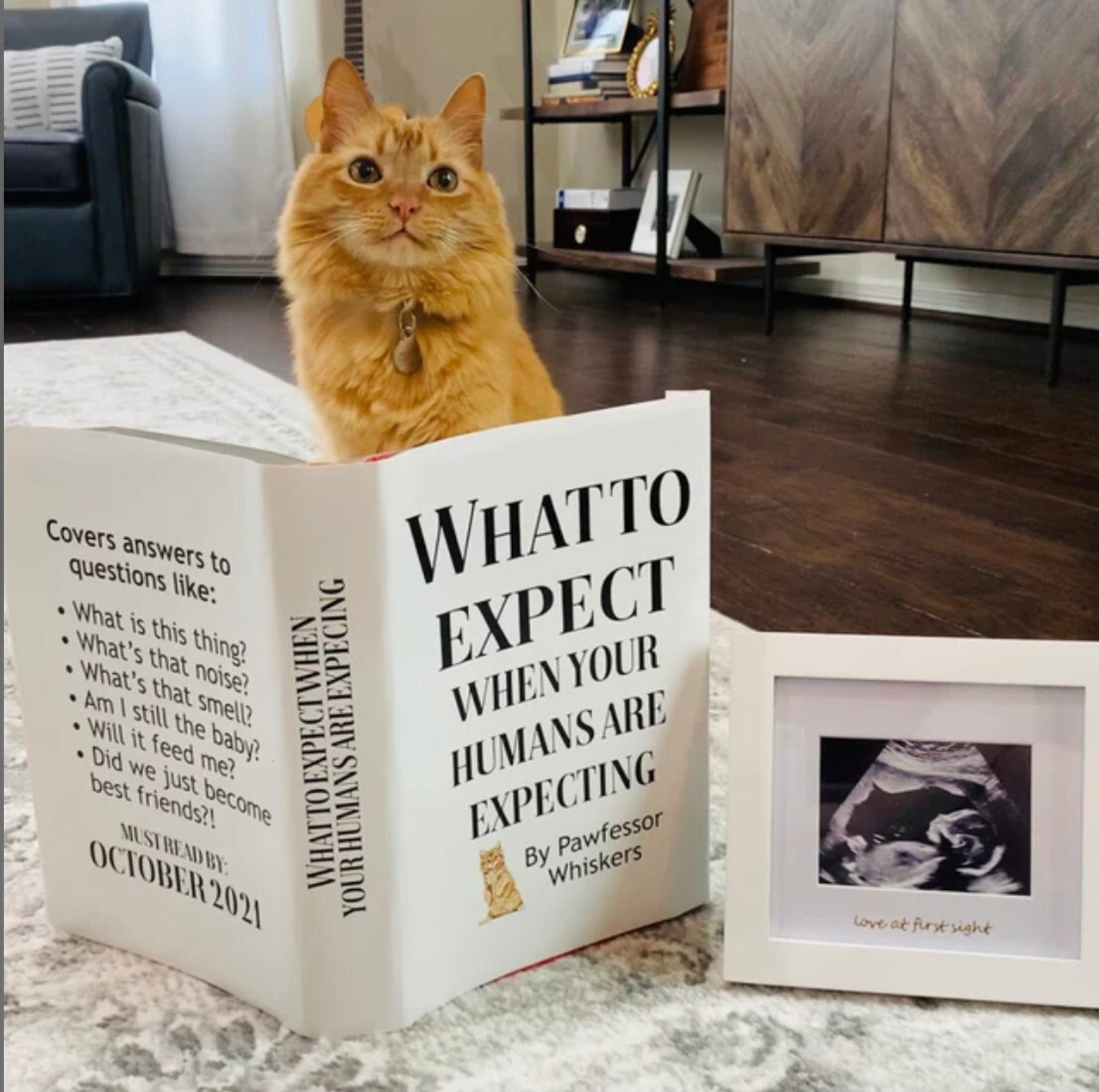 cat pregnancy announcement